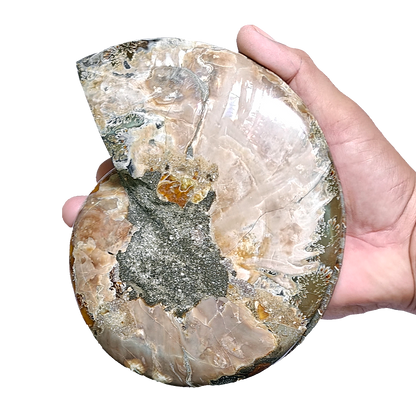 Ammonite (Cleoniceras) Sliced