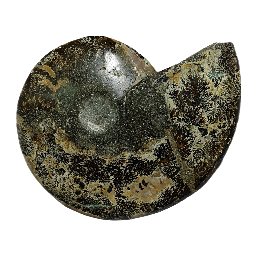 Ammonite (Cleoniceras) Sliced