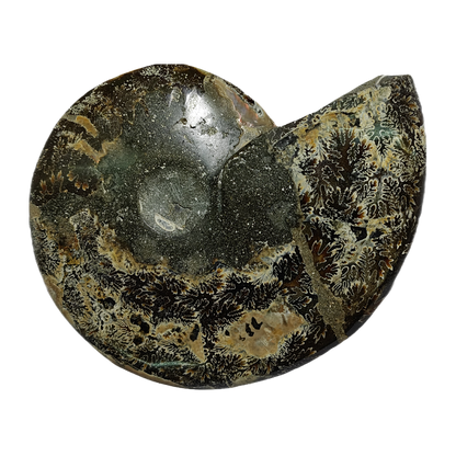 Ammonite (Cleoniceras) Sliced