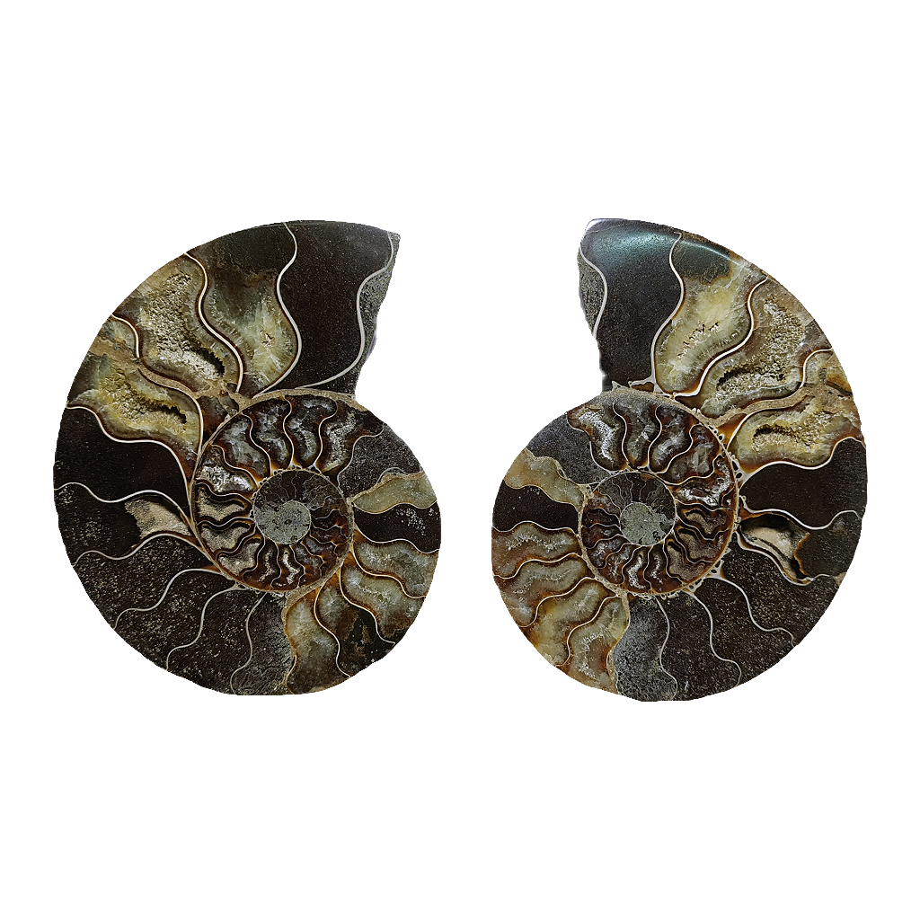 Ammonite (Cleoniceras) Sliced