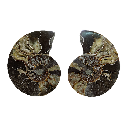 Ammonite (Cleoniceras) Sliced