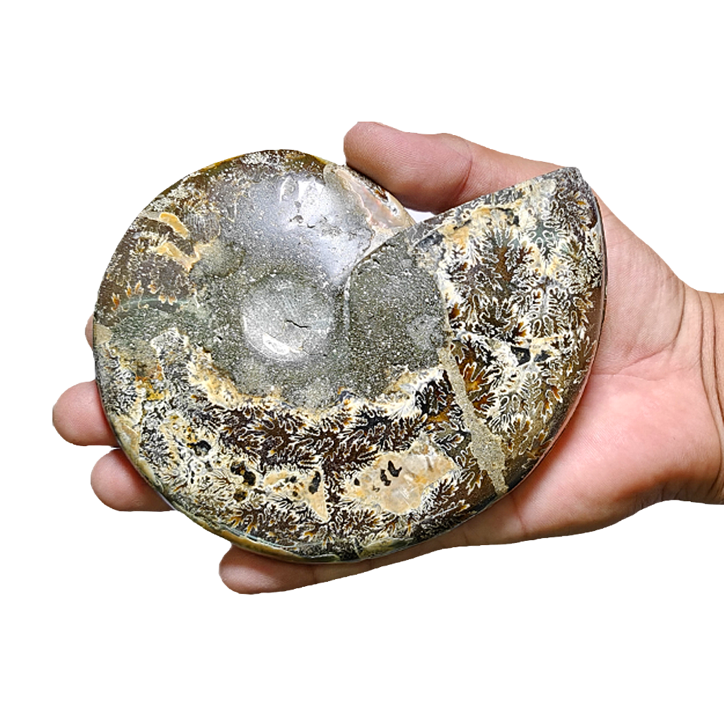 Ammonite (Cleoniceras) Sliced
