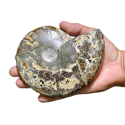 Ammonite (Cleoniceras) Sliced