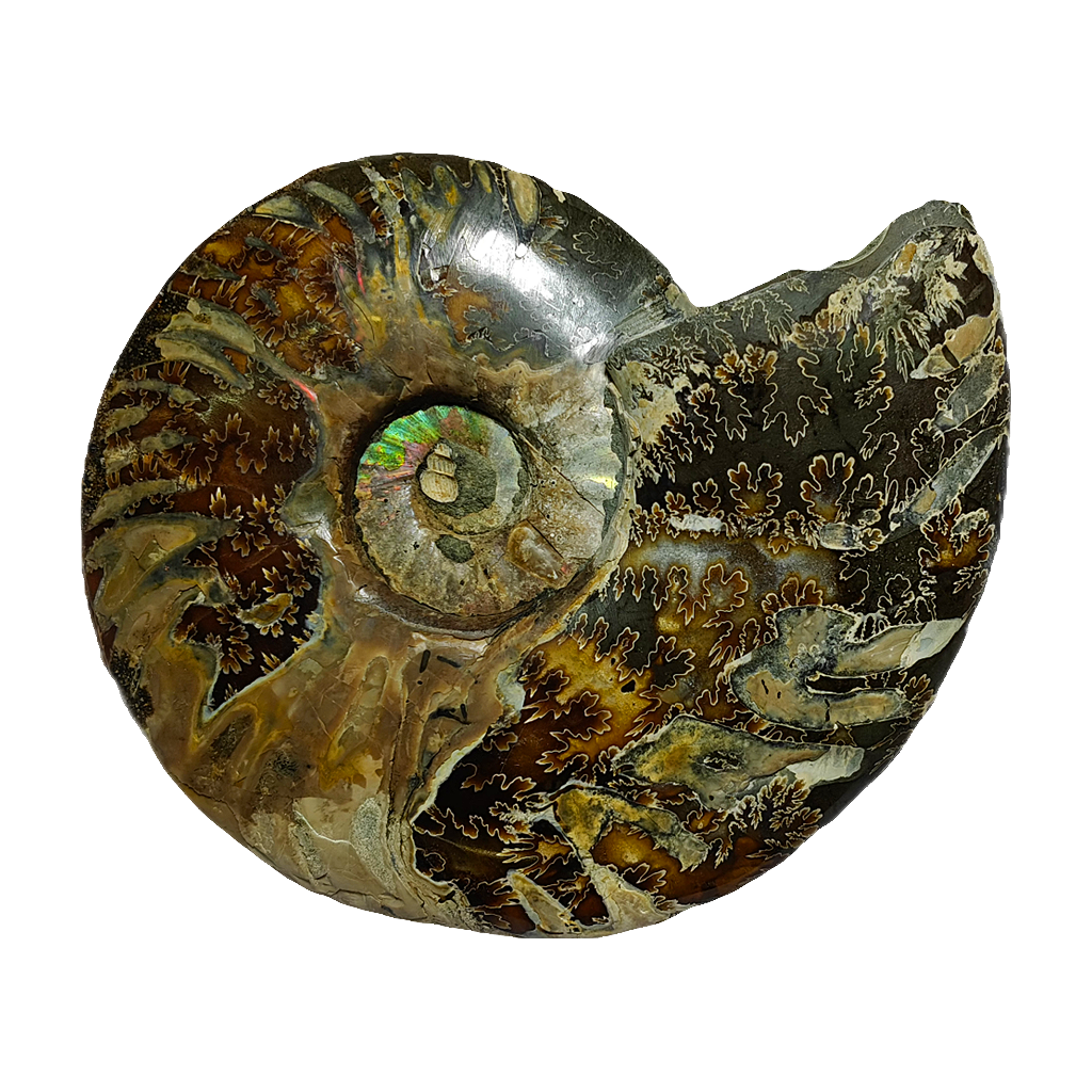 Ammonite (Cleoniceras) Sliced