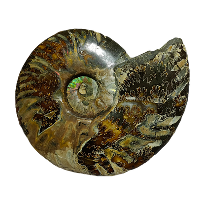Ammonite (Cleoniceras) Sliced