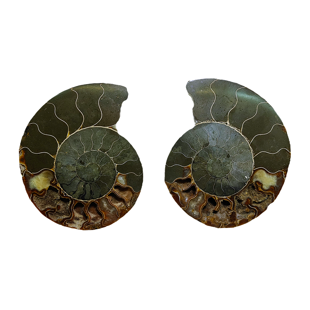 Ammonite (Cleoniceras) Sliced