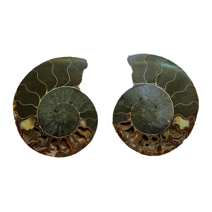 Ammonite (Cleoniceras) Sliced