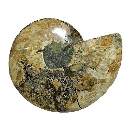 Ammonite (Cleoniceras) Sliced