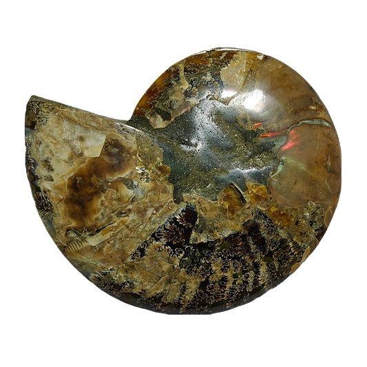 Ammonite (Cleoniceras) Sliced