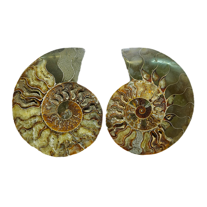 Ammonite (Cleoniceras) Sliced