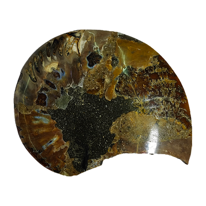 Ammonite (Cleoniceras) Sliced
