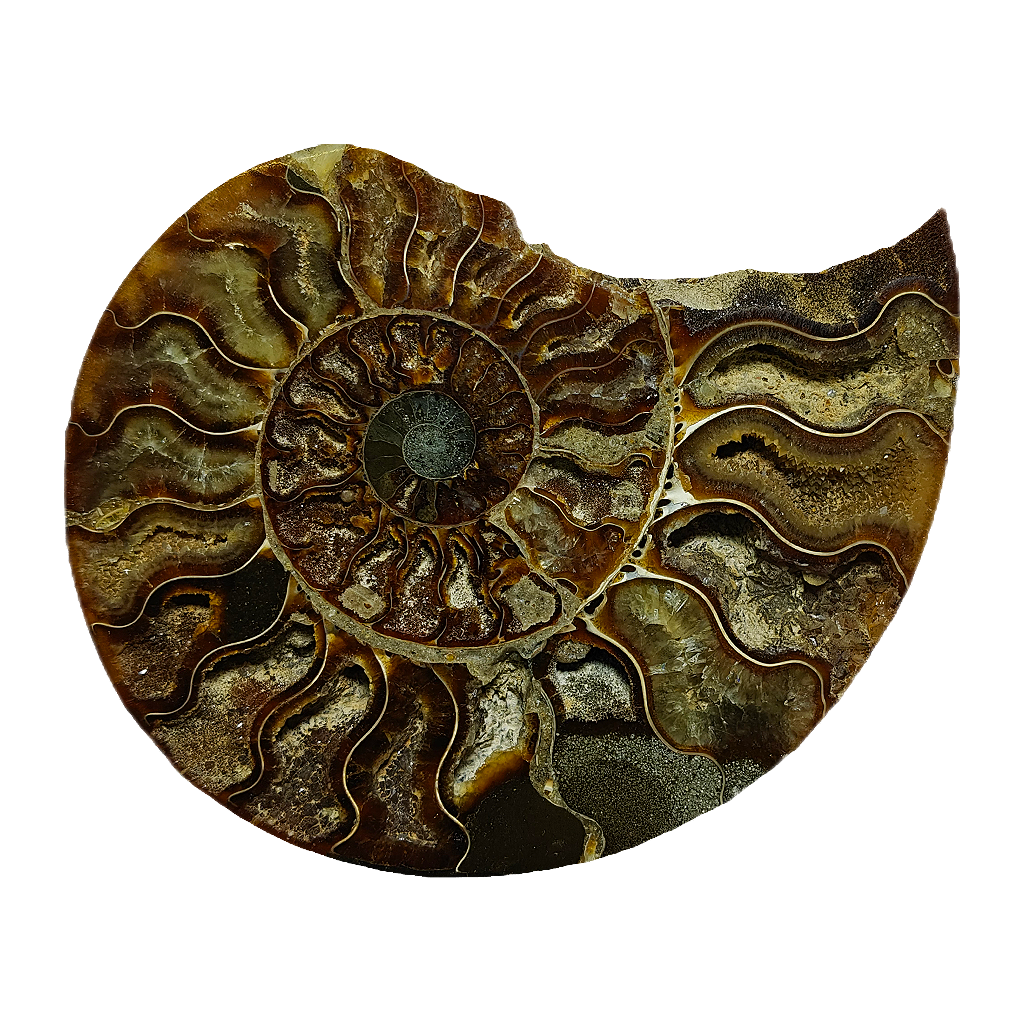 Ammonite (Cleoniceras) Sliced