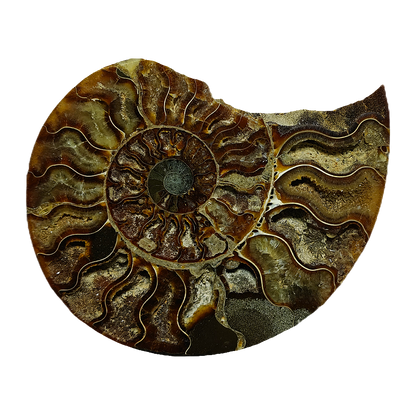 Ammonite (Cleoniceras) Sliced