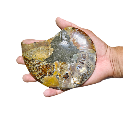 Ammonite (Cleoniceras) Sliced