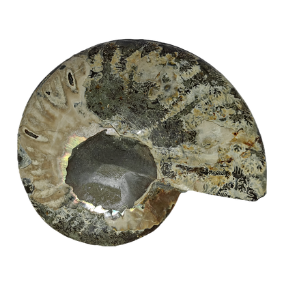 Ammonite (Cleoniceras) Sliced