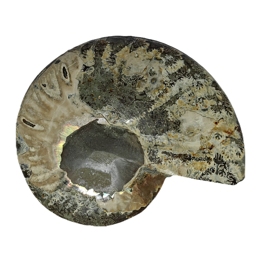 Ammonite (Cleoniceras) Sliced