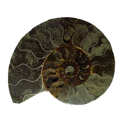 Ammonite (Cleoniceras) Sliced
