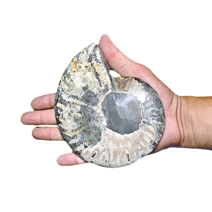 Ammonite (Cleoniceras) Sliced