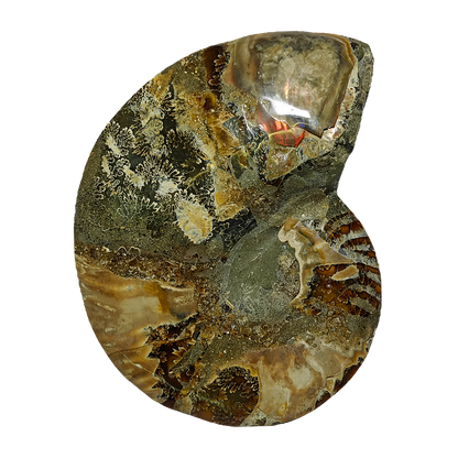 Ammonite (Cleoniceras) Sliced