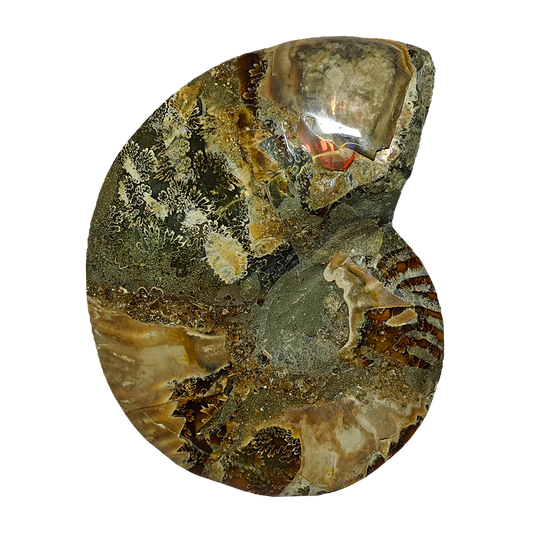 Ammonite (Cleoniceras) Sliced