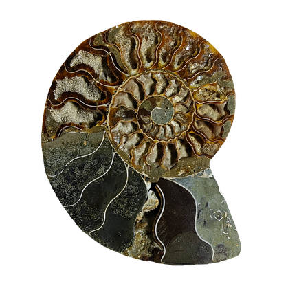 Ammonite (Cleoniceras) Sliced