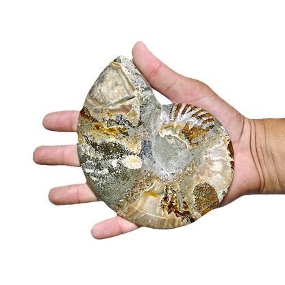 Ammonite (Cleoniceras) Sliced