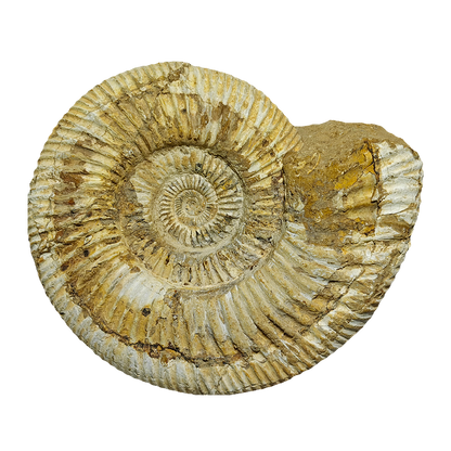 Jurassic Ammonite
