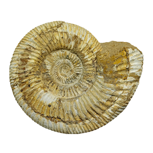 Jurassic Ammonite