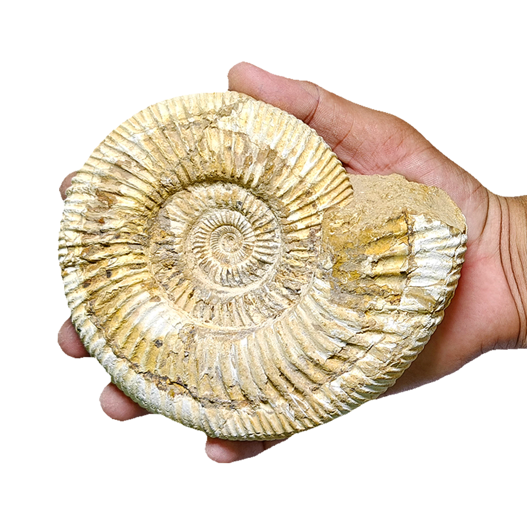 Jurassic Ammonite