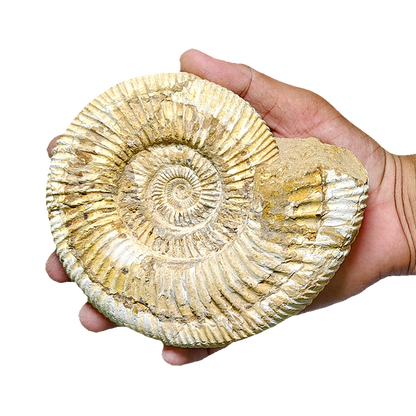 Jurassic Ammonite