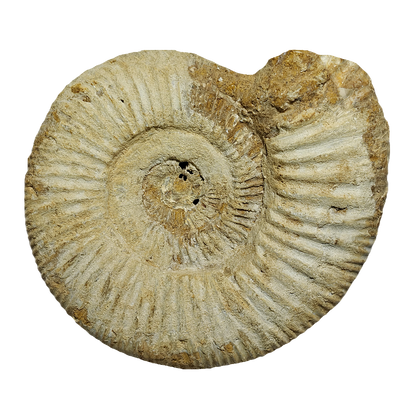 Jurassic Ammonite