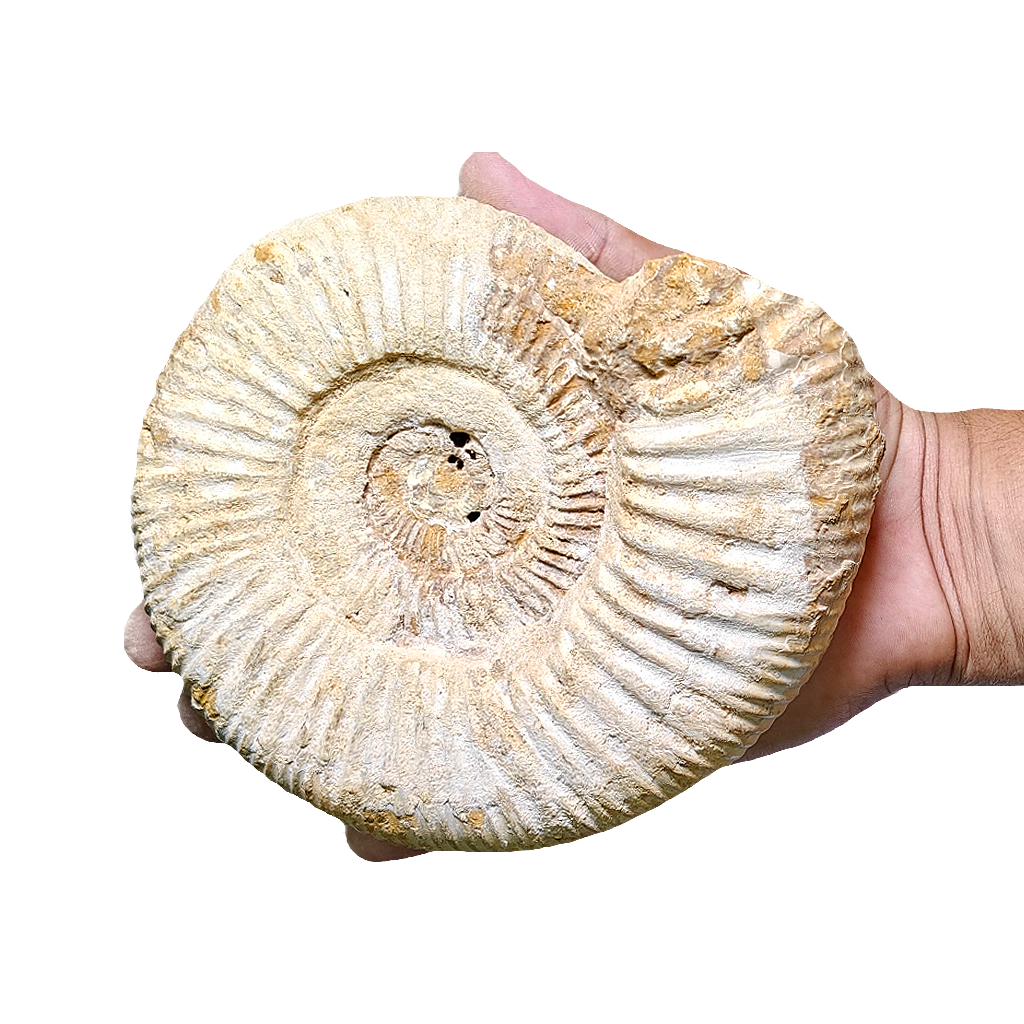 Jurassic Ammonite