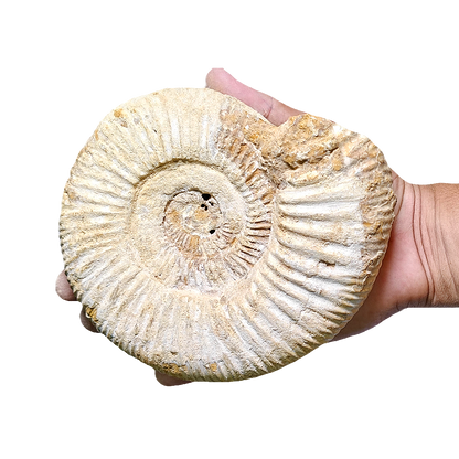 Jurassic Ammonite