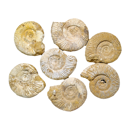 Jurassic Ammonite