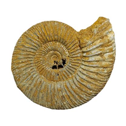 Jurassic Ammonite