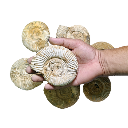 Jurassic Ammonite
