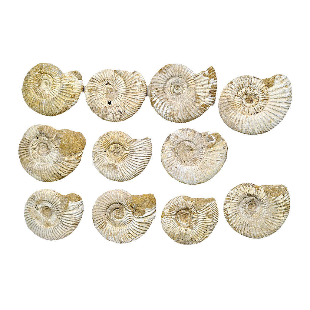 Jurassic Ammonite