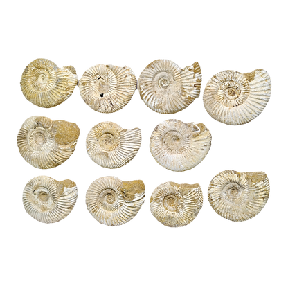 Jurassic Ammonite