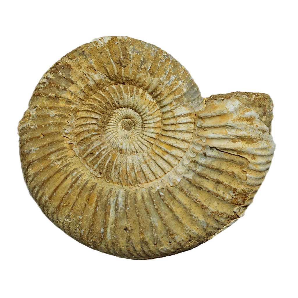 Jurassic Ammonite