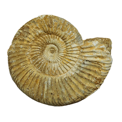 Jurassic Ammonite