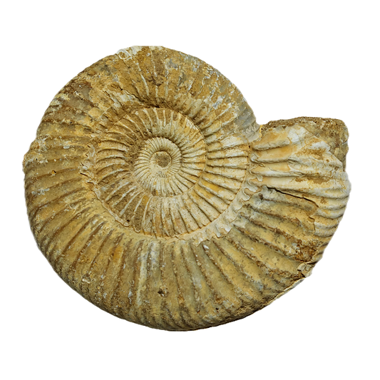Jurassic Ammonite