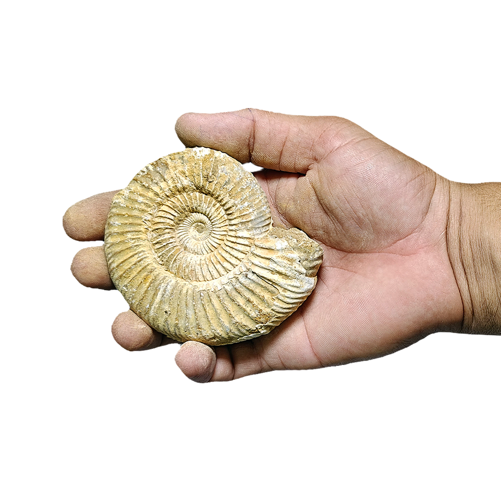 Jurassic Ammonite