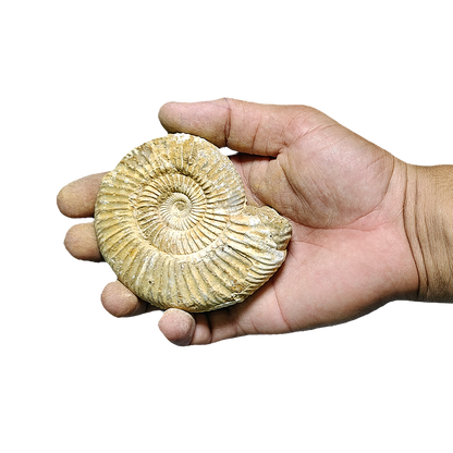 Jurassic Ammonite