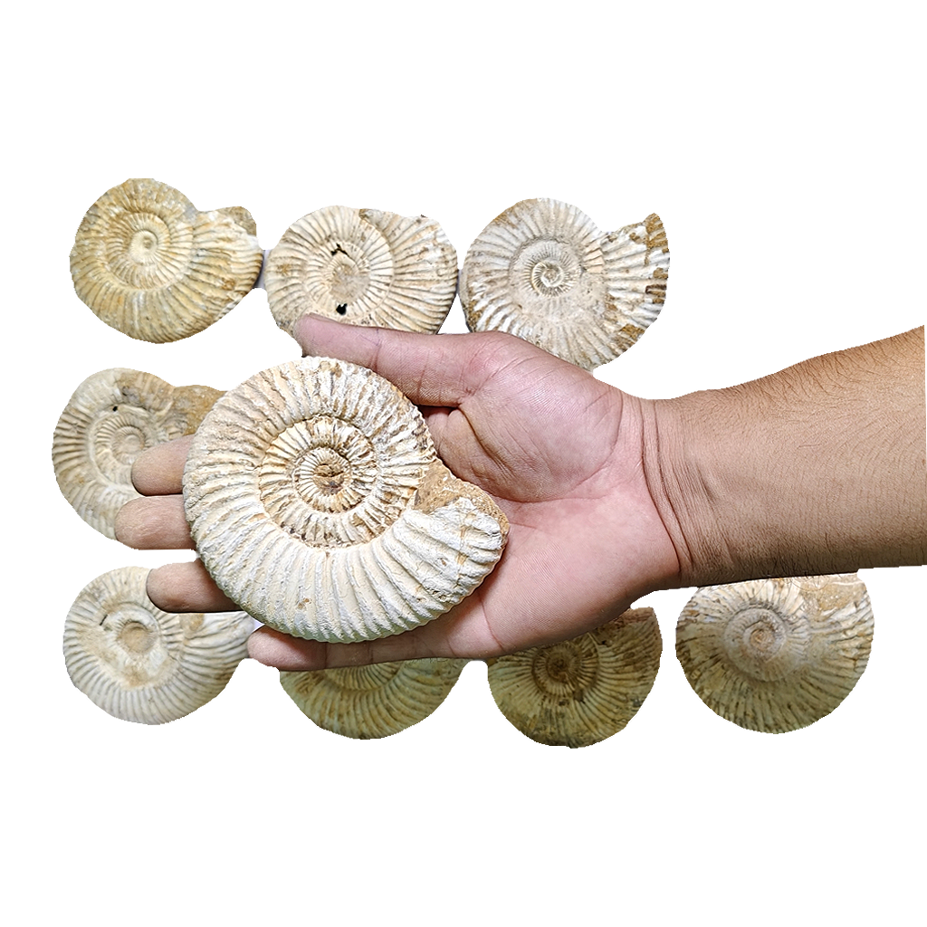 Jurassic Ammonite