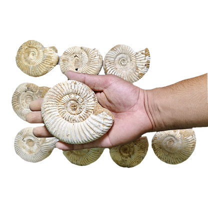 Jurassic Ammonite