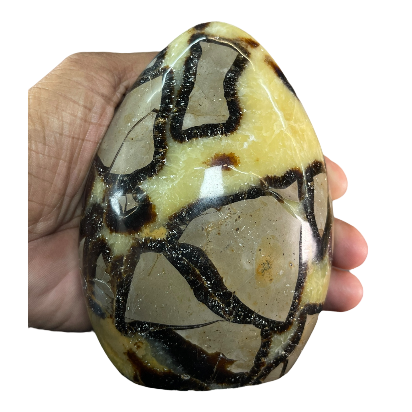 Septerian Agate