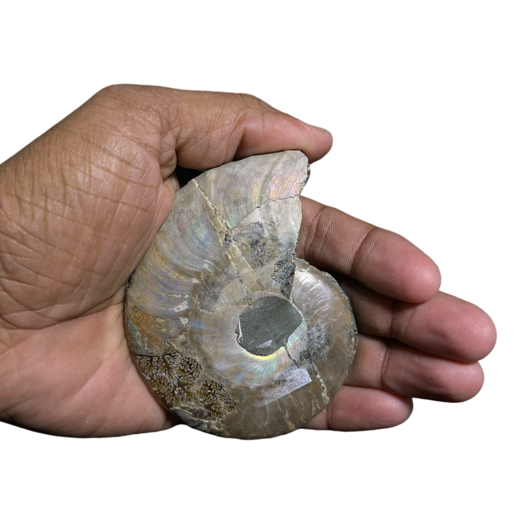 Ammonite (Cleoniceras) Sliced