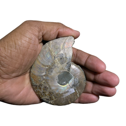 Ammonite (Cleoniceras) Sliced