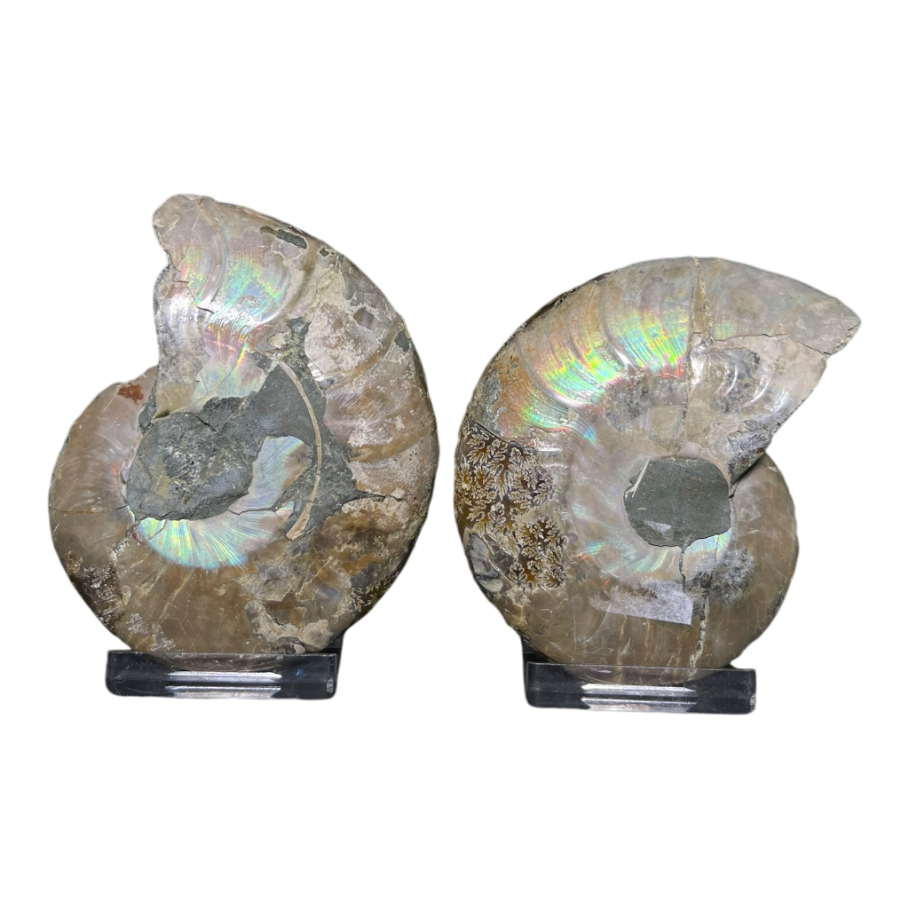 Ammonite (Cleoniceras) Sliced