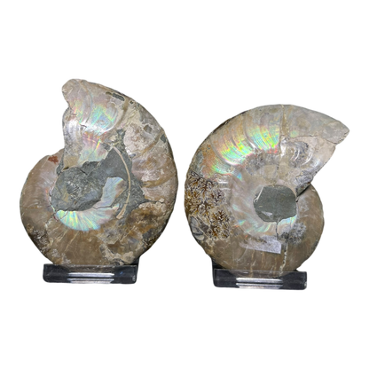 Ammonite (Cleoniceras) Sliced